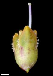 Veronica densifolia. Calyx, showing eglandular cilia on the margins only, and style. Scale = 1 mm.
 Image: P.J. Garnock-Jones © Te Papa CC-BY-NC 3.0 NZ